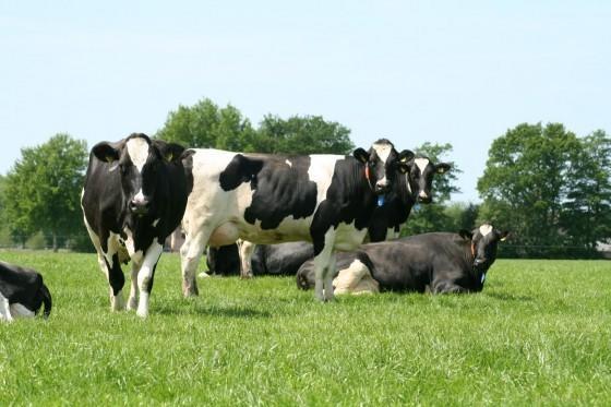 Stal Zwartschaap Lägenhet Stuifzand Exteriör bild