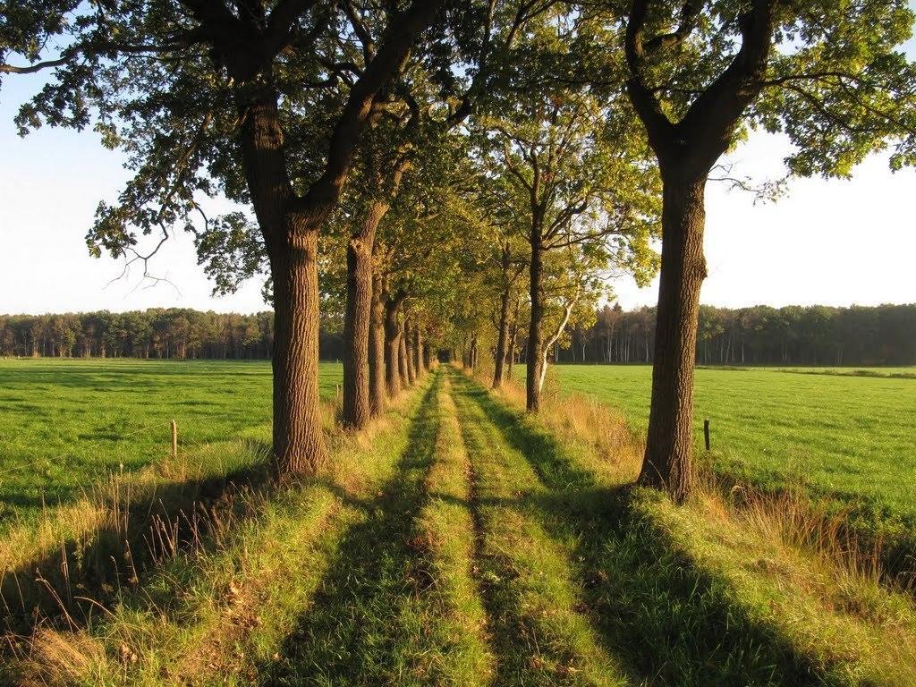 Stal Zwartschaap Lägenhet Stuifzand Rum bild
